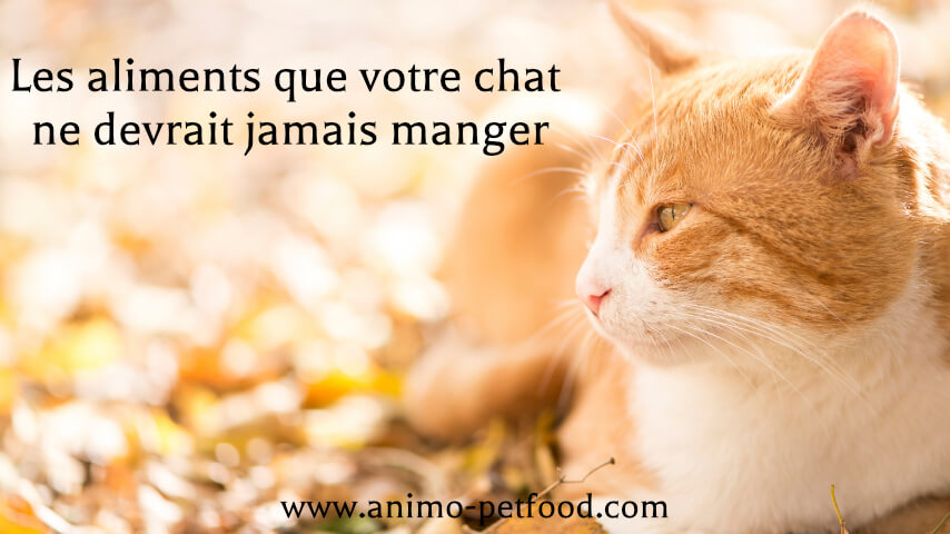 aliments que votre chat ne devrait jamais manger